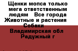 Щенки мопса только мега-ответственным людям - Все города Животные и растения » Собаки   . Владимирская обл.,Радужный г.
